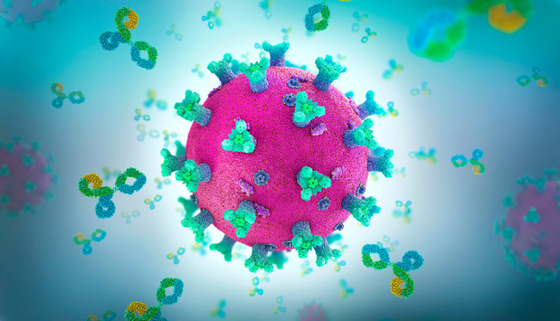 Covid-19 : une infection légère induit une protection durable par les anticorps