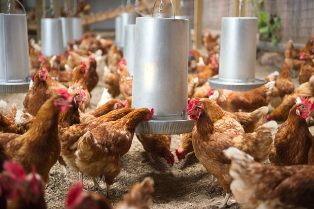 Les poulets vendus chez Colruyt auront plus d'espace et de lumière et vivront plus longtemps