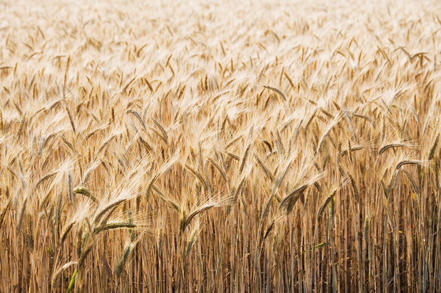 Pénuries mondiales de blé: pourquoi l'Amérique du Sud n'est pas la solution?