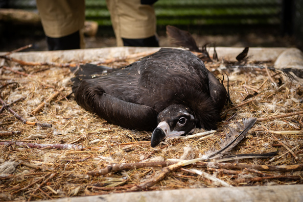 Le zoo de Planckendael relâche des vautours moines dans leur habitat naturel