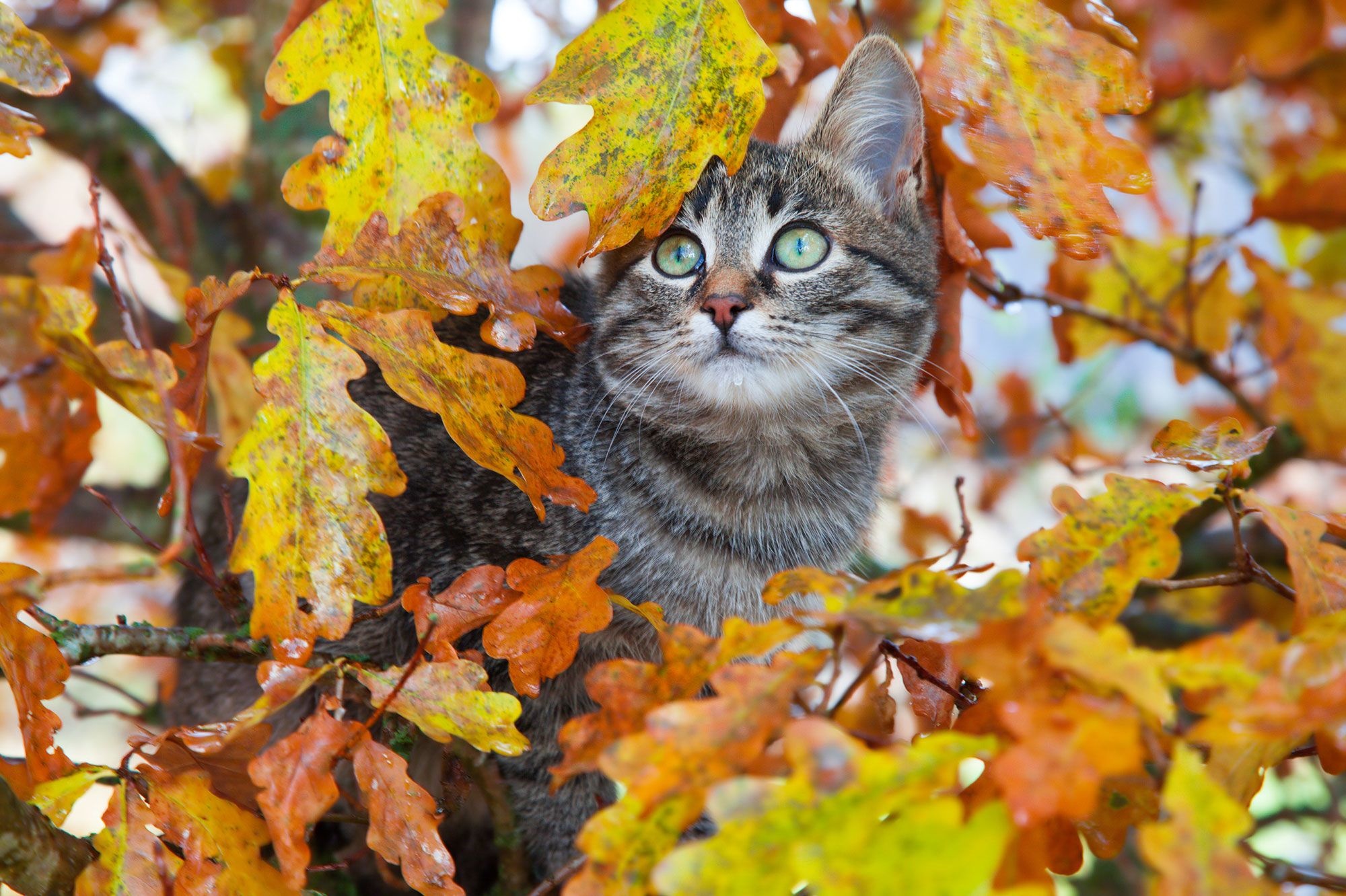 Faut Il Massacrer Les Chats Sauvages Pour Stopper L Extinction D Especes En Voie De Disparition Environnement Levif