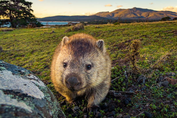 Mysterie van de dag: waarom legt een wombat kubusvormige drollen?
