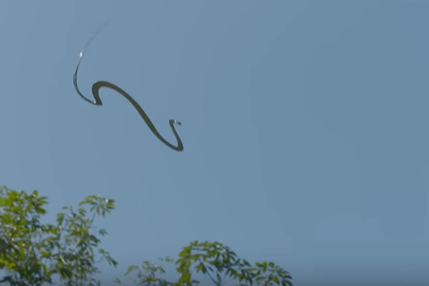 Mysterie van de dag: waarom 'zwemmen' slangen in de lucht?