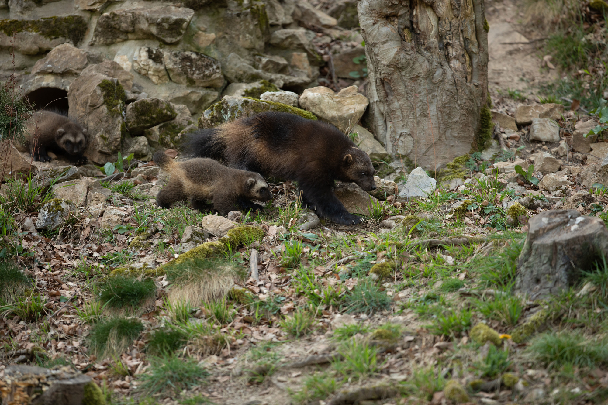 Naissance Exceptionnelle De Bebes Gloutons Au Domaine Des Grottes De Han Societe Plusmagazine