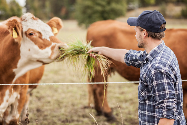 Studie: 'Koeien ontspannen zich als mensen zachtjes tegen ze praten'