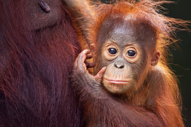 Toeristenselfies brengen bedreigde orang-oetans in gevaar