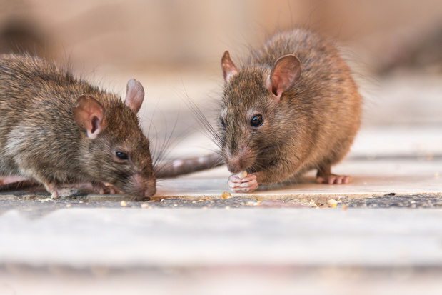 Prolifération de rats chez vous? La faute à un hiver doux