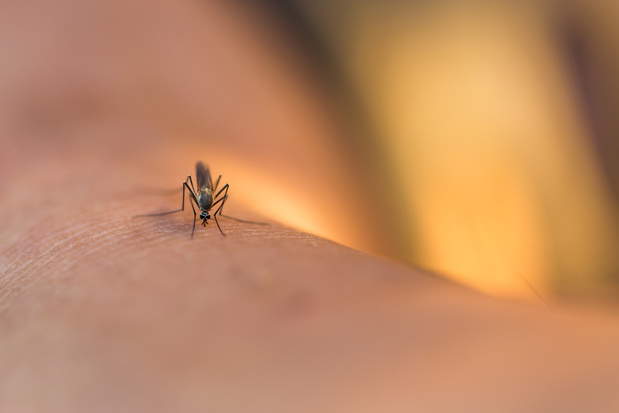 Vade retro mosquito: nos conseils pour les tenir à distance