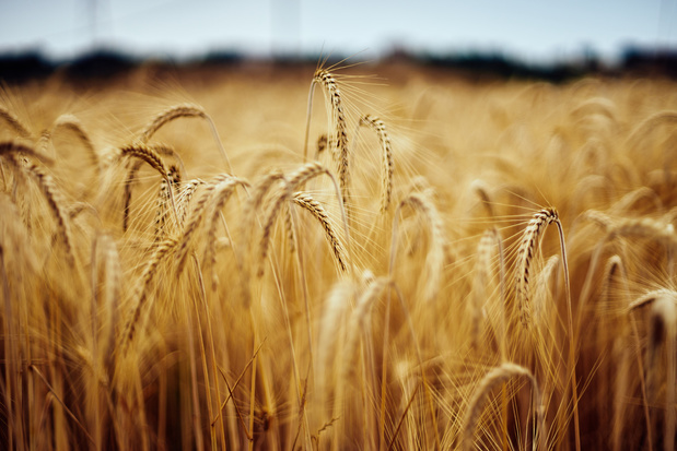 Menaces sur les principaux "greniers à blé" de la planète