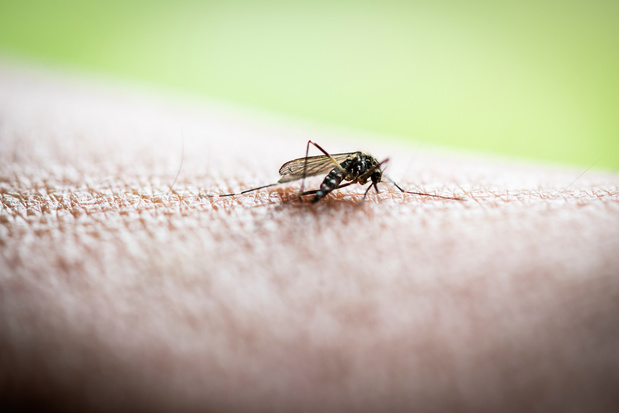 'Autochtone' gevallen van zika in Zuid-Frankrijk