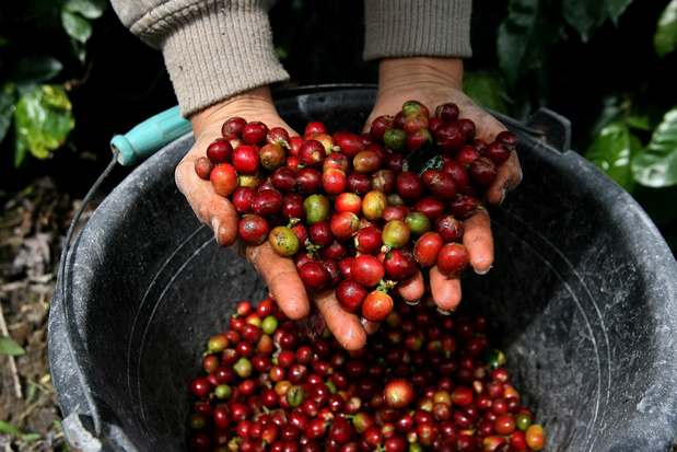 Nespresso commercialise un nouveau café biologique provenant du Kivu