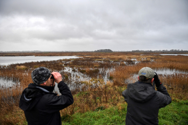 La réserve d'Ouse Fen, sanctuaire pour oiseaux menacés créé dans une carrière anglaise reconvertie