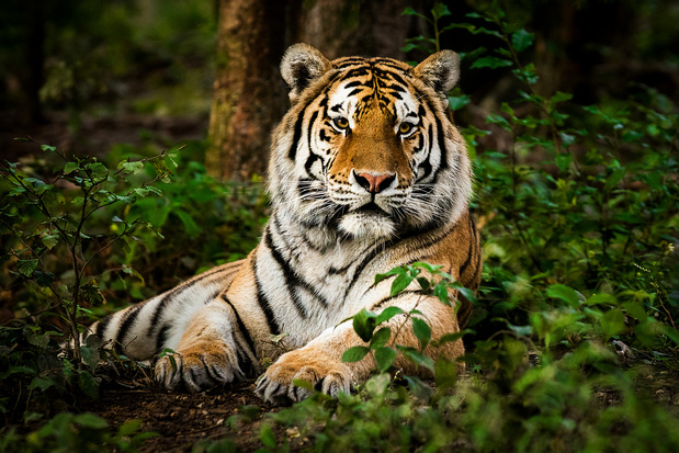 Nepal gaat het aantal Bengaalse tijgers tellen