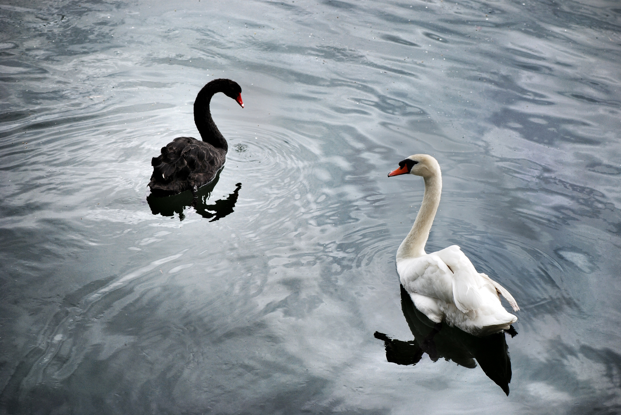 Et Si Le Coronavirus N Etait Pas Un Cygne Noir Comme Le Disent Nos Dirigeants Mais Un Cygne Blanc Politique Economique Trends Tendances