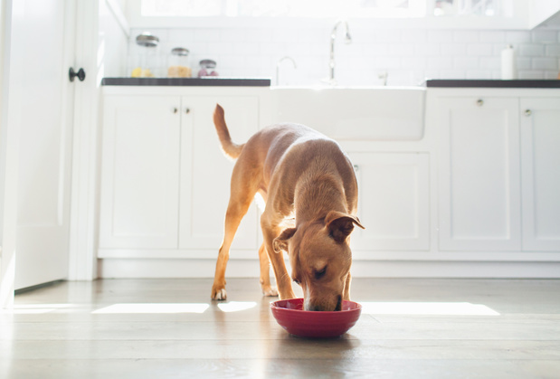 Cuisiner pour son chien: les choses à savoir