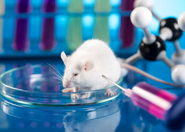 Des souris ont retrouvé la vue grâce à une thérapie génique