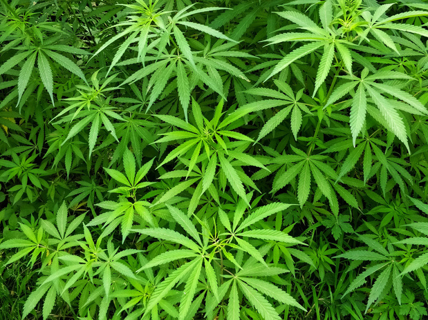 Le Luxembourg, premier pays européen à autoriser la culture de cannabis