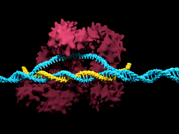 Covid-19: een snellere diagnose met CRISPR-Cas9