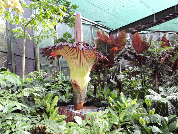 La floraison d'un arum titan attendue au Jardin botanique de Meise