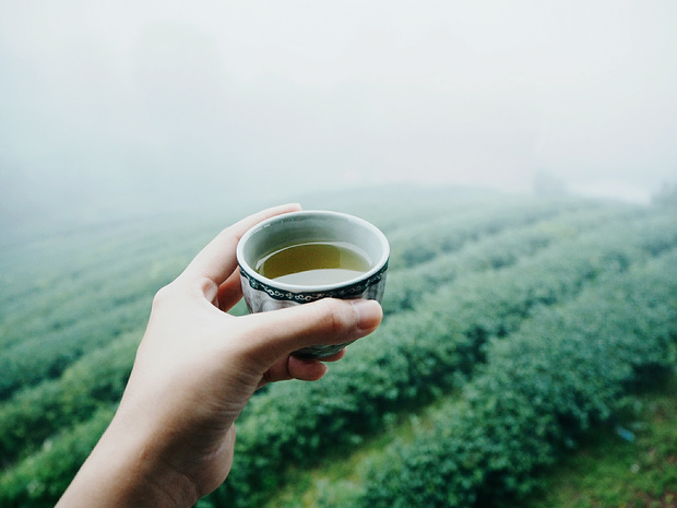 Boire du thé permet de vivre mieux et plus vieux