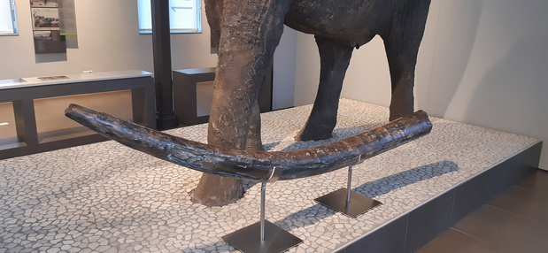 La défense d'un éléphant plus ancien que le mammouth découverte en Belgique
