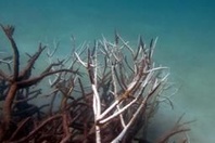 Les coraux de l'ouest de l'océan Indien risquent de s'effondrer