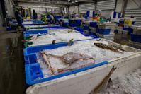 La quantité de poissons débarqués l'été par des pêcheurs belges augmente