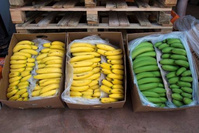 Les bananes au goût de sang: comment Chiquita a alimenté le conflit armé en Colombie (carte blanche)