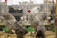 L'OMS demande la suspension de la vente de mammifères sauvages vivants sur les marchés