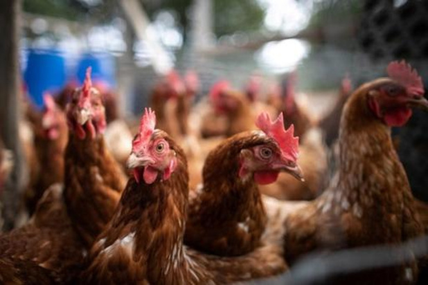 Deux foyers de grippe aviaire détectés à Alveringem et Ravels
