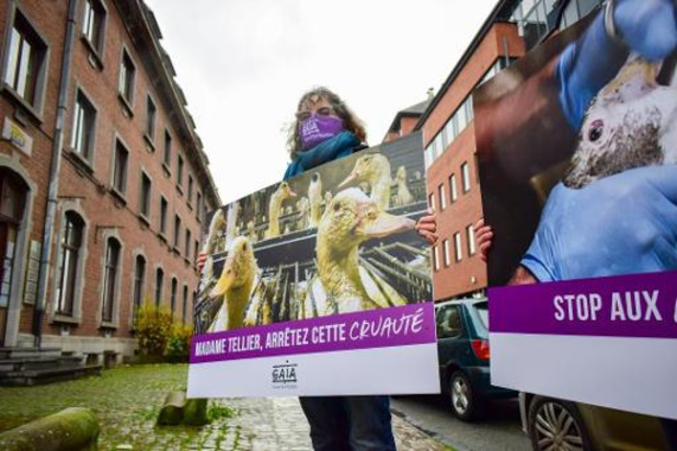 Gaia demande à Bruxelles et à la Flandre d'interdire la vente du foie gras issu de gavage