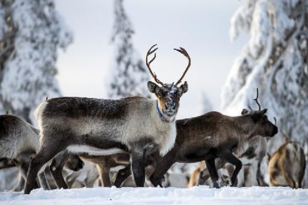 Klimaatverandering drijft rendieren van Lapland naar zuiden op zoek naar voedsel