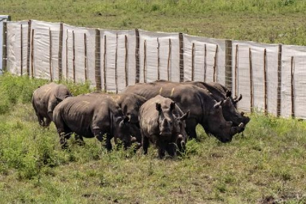 Afrique du Sud: 8 suspects de braconnage arrêtés par les autorités de parcs nationaux