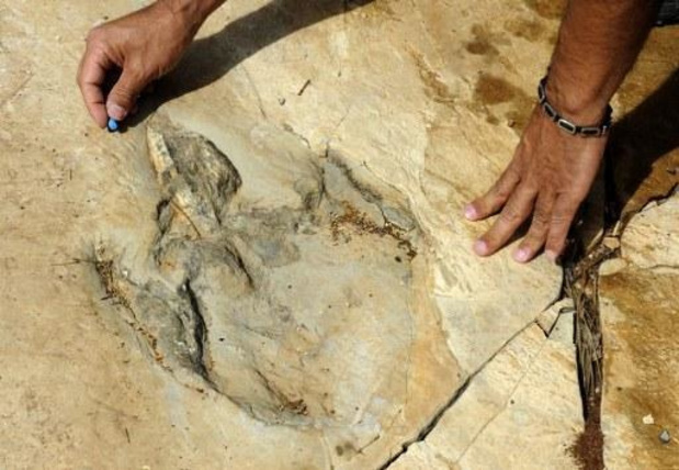 Wandelaar vindt 200 miljoen jaar oude dinosaurusvoetafdrukken in Wales