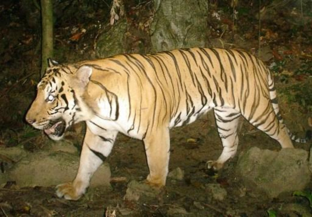 Zeldzame, maar bijtgrage tijger doodgeschoten in Amerikaanse dierentuin