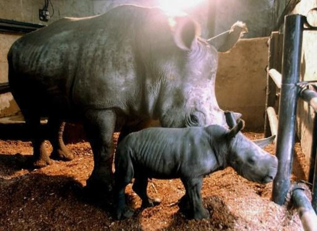 extinct javan rhinoceros