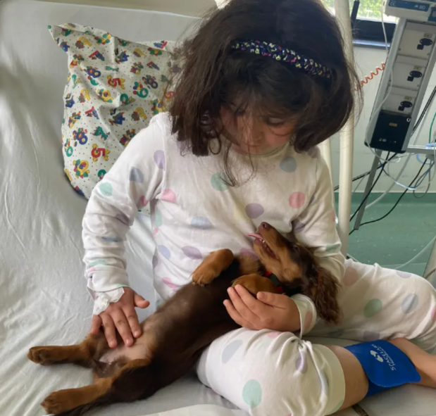 Brussels kinderziekenhuis zet hond Tika in voor therapeutische ondersteuning