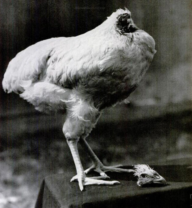 Mysterie van de dag: waarom kon een kip 18 maanden zonder kop rondlopen?