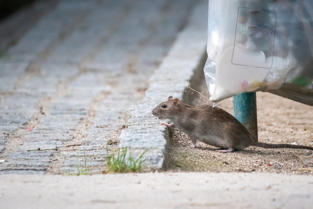 Bruine Brusselse ratten: een knagend probleem