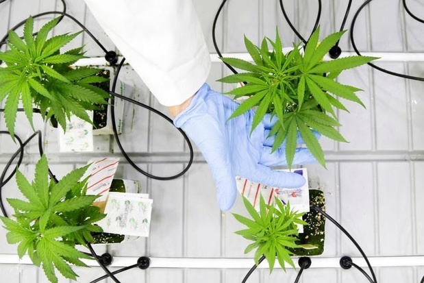 Légaliser le cannabis peut rapporter jusqu'à 144 millions à l'Etat
