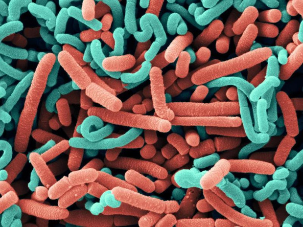 Des bactéries bénéfiques adaptées à la vie dans le nez