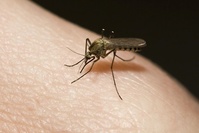 Le paludisme éradiqué de Chine après 70 ans de lutte