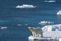 Réchauffement: vers l'extinction des ours polaires d'ici 2100
