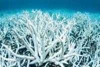 Australie: la moitié des coraux de la Grande Barrière sont morts en 25 ans
