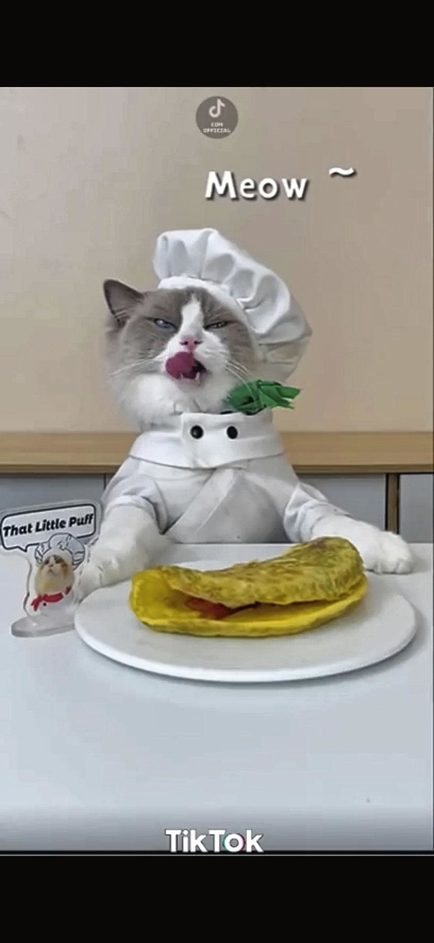 4. Chef kat