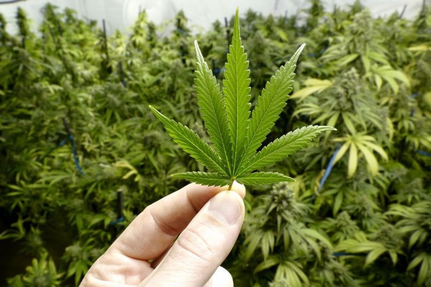 Le cannabis peut prévenir l'infection au Covid, selon une étude américaine