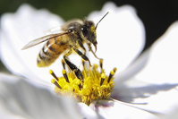 La menace des pesticides pour les abeilles sous-estimée, selon une étude
