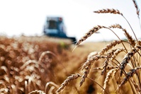 Le blé à un niveau jamais atteint sur le marché européen