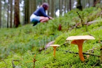 Préserver la biodiversité et consommer local : comment vivre la saison des champignons à Bruxelles