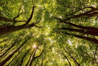24 000 arbres plantés à Liège pour lutter contre le réchauffement climatique